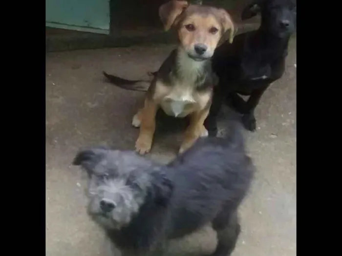 Cachorro ra a SRD idade 2 a 6 meses nome Filhotes de SRD