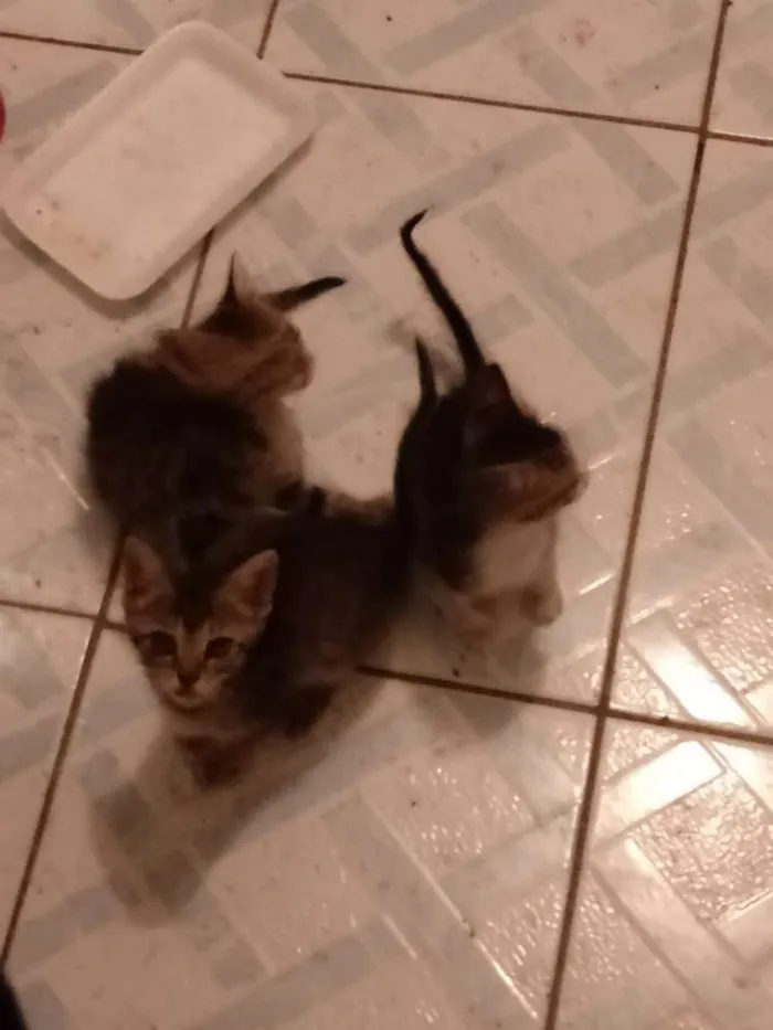 Gato ra a Sem raça definida idade 2 a 6 meses nome Ainda sem nomes
