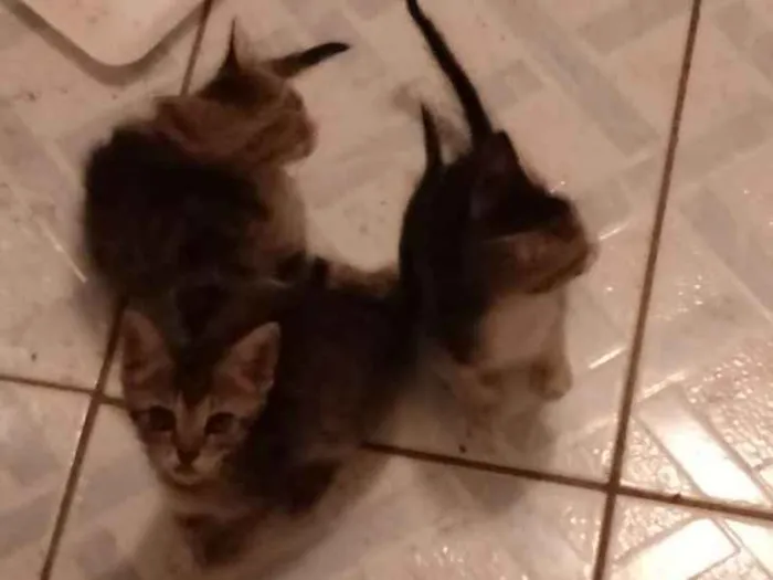 Gato ra a Sem raça definida idade 2 a 6 meses nome Ainda sem nomes