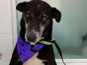 Cachorro raça SRD  idade 6 ou mais anos nome PRETINHO 
