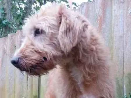 Cachorro ra a SRD idade 6 ou mais anos nome LOIRO