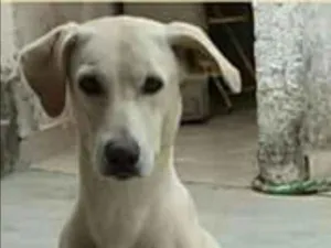 Cachorro raça Vira lata (Mistura c/Labrador) idade 5 anos nome Marley