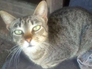 Gato raça SRD idade 3 anos nome Marie