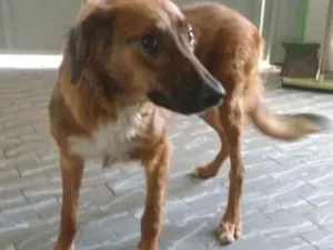Cachorro raça SRD idade 2 anos nome PELUDINHA