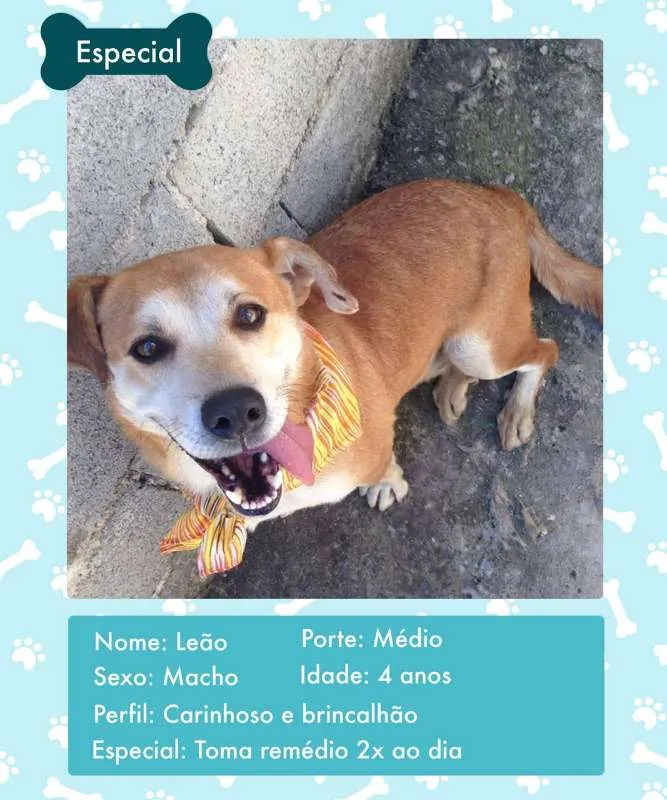 Cachorro ra a SRD idade 4 anos nome LEÃO