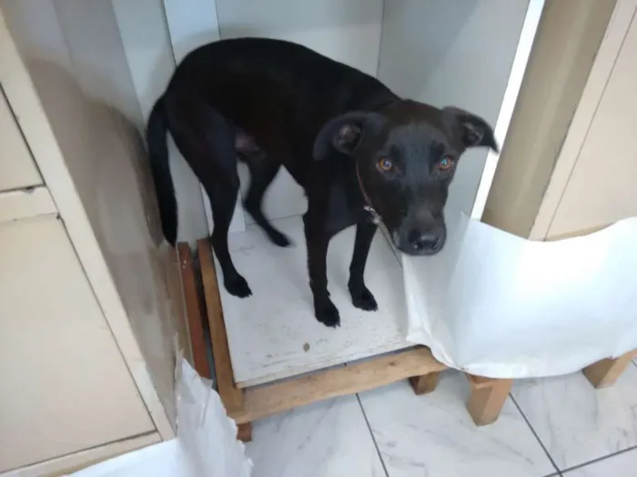 Cachorro ra a SRD idade 3 anos nome FREDINHO