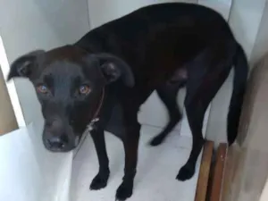 Cachorro raça SRD idade 3 anos nome FREDINHO