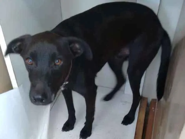 Cachorro ra a SRD idade 3 anos nome FREDINHO