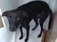 FREDINHO