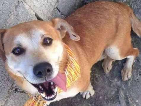 Cachorro ra a SRD idade 4 anos nome LEÃO