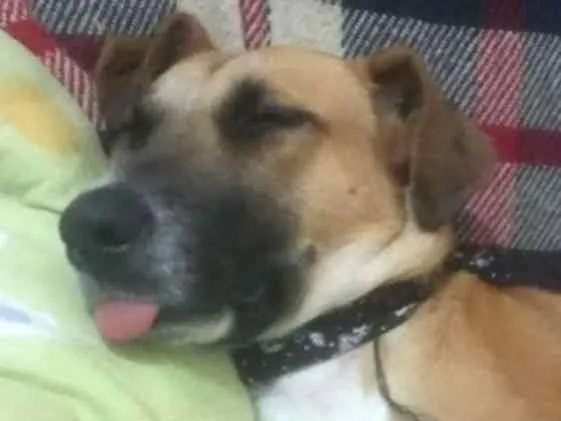 Cachorro ra a Srd idade 7 a 11 meses nome Lala