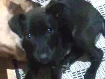 Cachorro ra a Mestiças idade 2 a 6 meses nome Pantera e Amarelinha