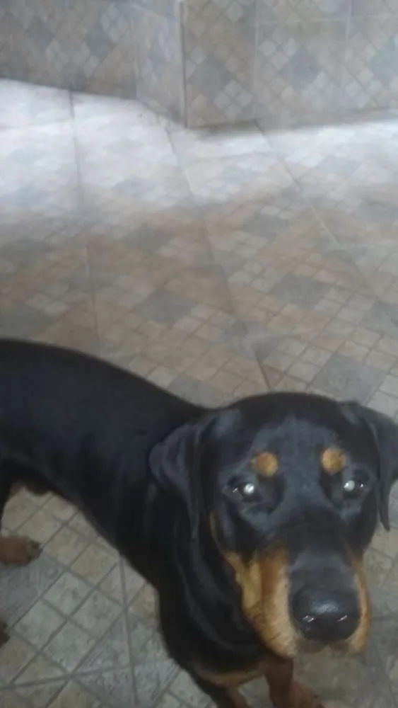 Cachorro raça Doberman com Rotweiller idade 1 ano nome Zeus