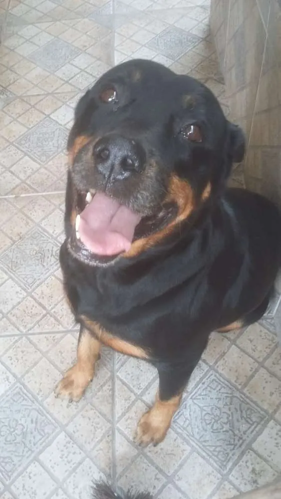 Cachorro raça Rotweiller idade 6 ou mais anos nome Hanna