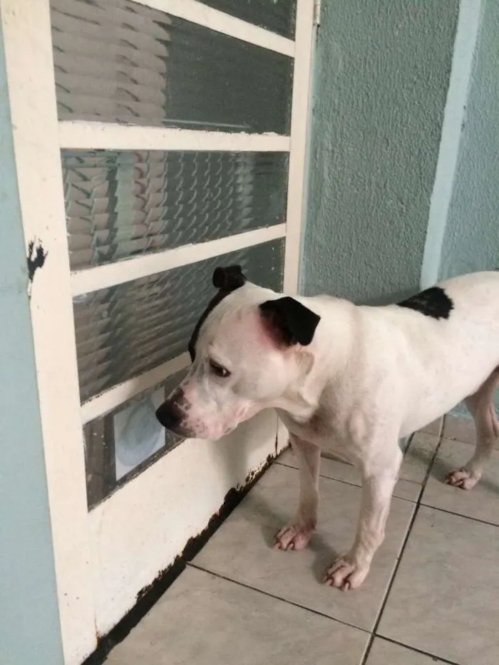 Cachorro ra a Pitbull  idade 2 anos nome Max 