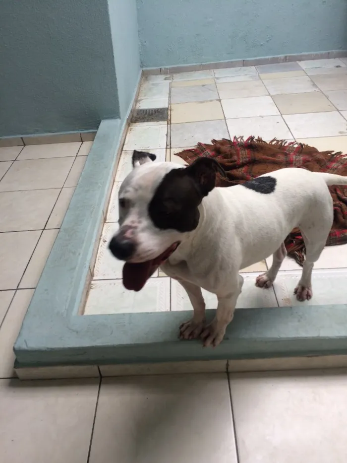 Cachorro ra a Pitbull  idade 2 anos nome Max 