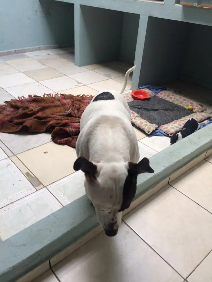Cachorro ra a Pitbull  idade 2 anos nome Max 