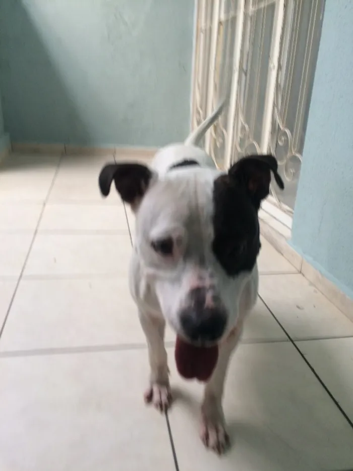 Cachorro ra a Pitbull  idade 2 anos nome Max 