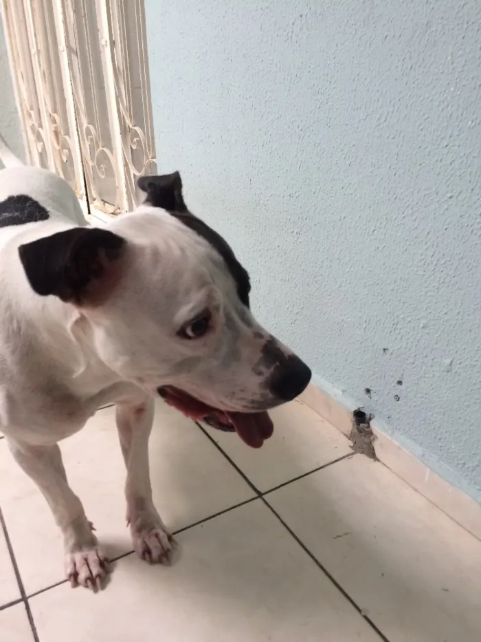Cachorro ra a Pitbull  idade 2 anos nome Max 