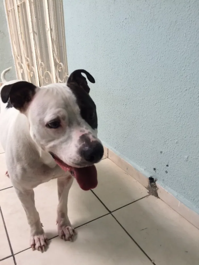 Cachorro ra a Pitbull  idade 2 anos nome Max 