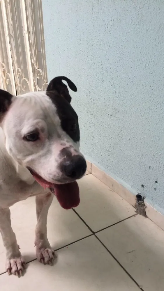 Cachorro ra a Pitbull  idade 2 anos nome Max 