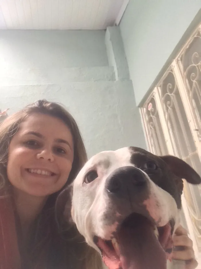 Cachorro ra a Pitbull  idade 2 anos nome Max 