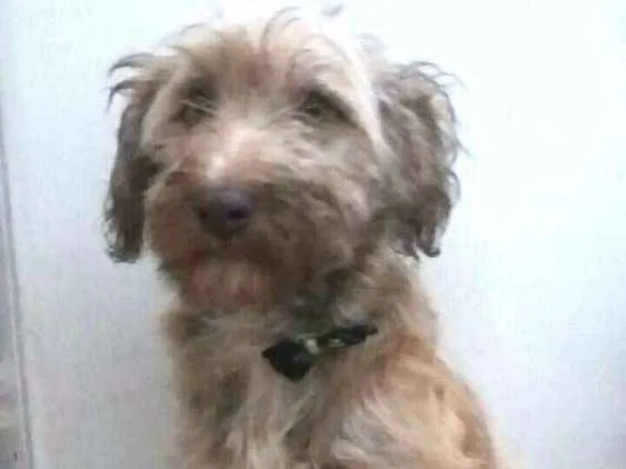 Cachorro ra a  idade 2 a 6 meses nome Nick