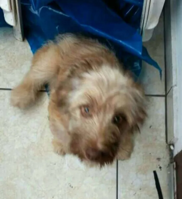 Cachorro ra a  idade 2 a 6 meses nome Nick