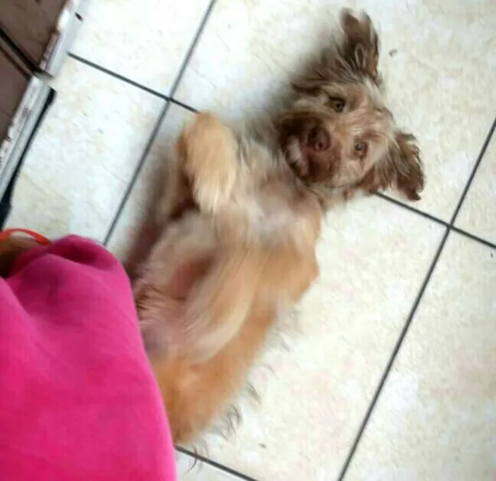 Cachorro ra a  idade 2 a 6 meses nome Nick