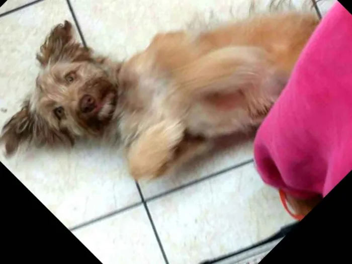 Cachorro ra a  idade 2 a 6 meses nome Nick