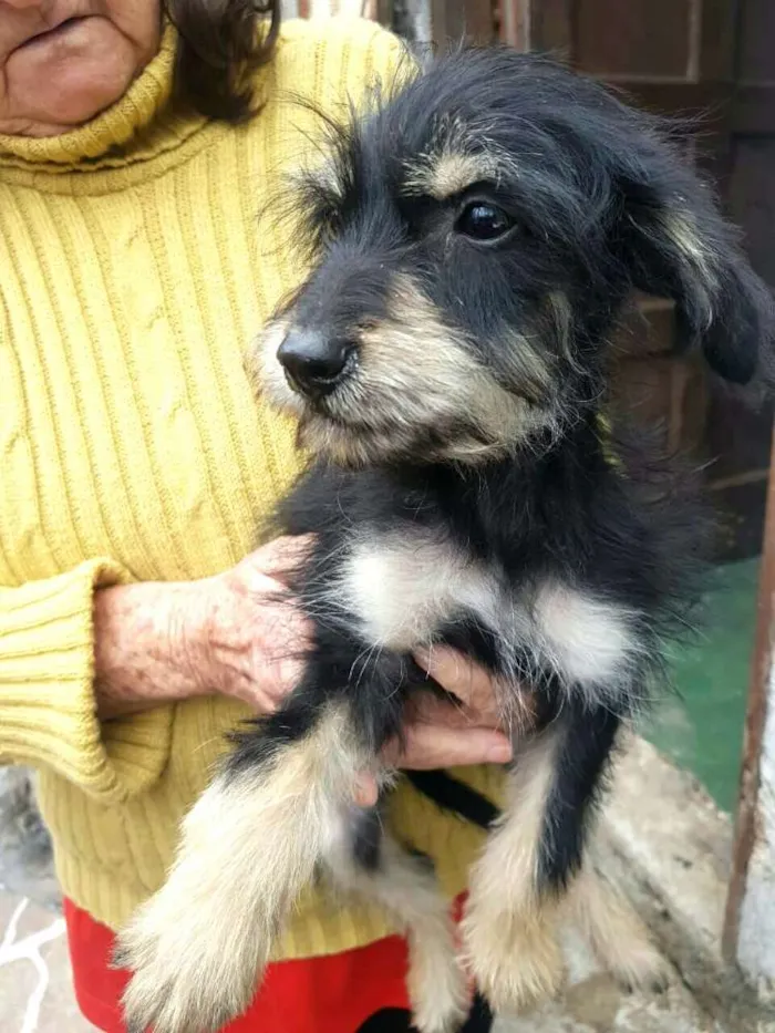 Cachorro ra a  idade 2 a 6 meses nome Filhotes Sueli