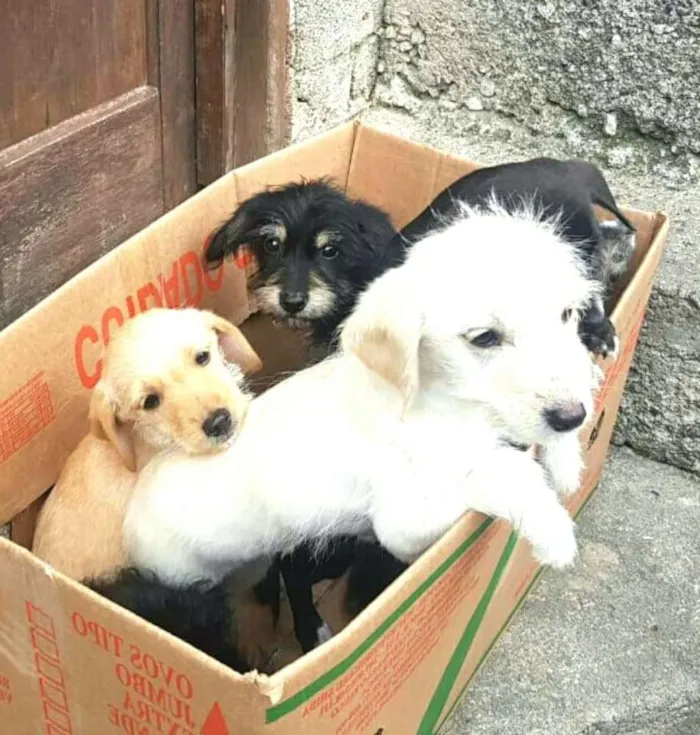 Cachorro ra a  idade 2 a 6 meses nome Filhotes Sueli