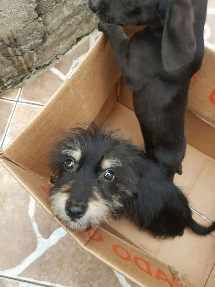 Cachorro ra a  idade 2 a 6 meses nome Filhotes Sueli