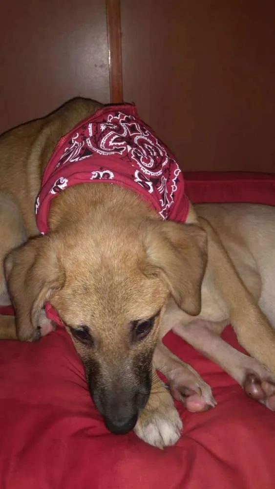 Cachorro ra a  idade 2 a 6 meses nome Simba