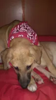 Simba