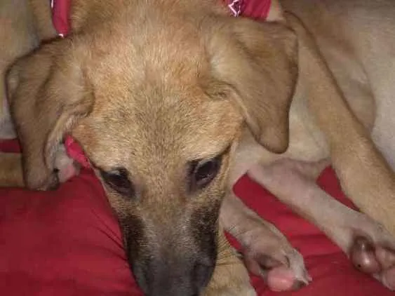 Cachorro ra a  idade 2 a 6 meses nome Simba