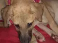 Simba