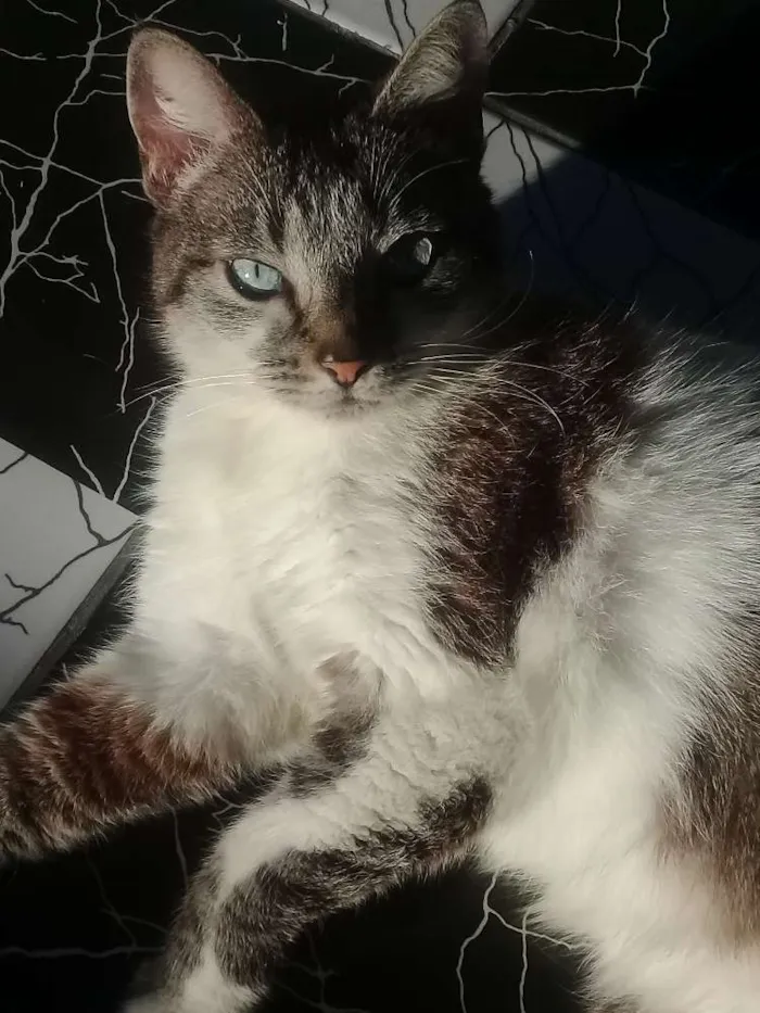 Gato ra a Siamês com angorá  idade 6 ou mais anos nome Dora