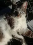 Dora