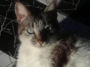 Gato raça Siamês com angorá  idade 6 ou mais anos nome Dora