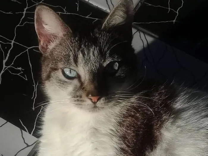 Gato ra a Siamês com angorá  idade 6 ou mais anos nome Dora