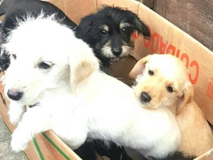 Cachorro ra a  idade 2 a 6 meses nome Filhotes Sueli