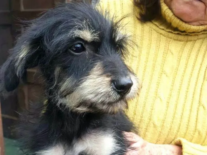 Cachorro ra a  idade 2 a 6 meses nome Filhotes Sueli