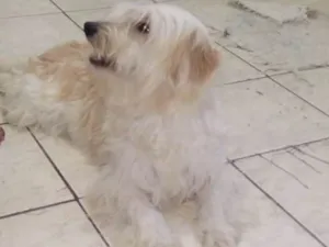 Cachorro raça Speenddog idade 7 a 11 meses nome Rick