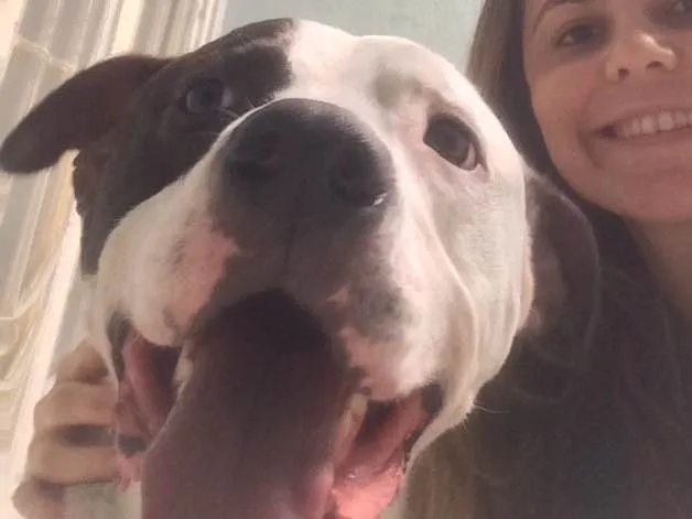 Cachorro ra a Pitbull  idade 2 anos nome Max 