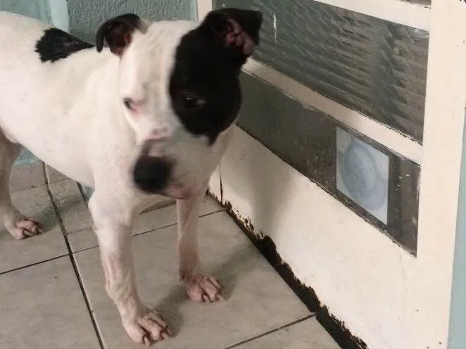 Cachorro ra a Pitbull  idade 2 anos nome Max 
