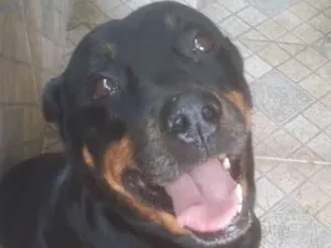 Cachorro raça Rotweiller idade 6 ou mais anos nome Hanna