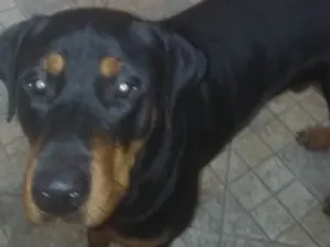 Cachorro raça Doberman com Rotweiller idade 1 ano nome Zeus