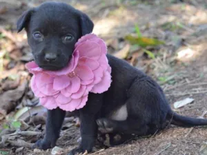 Cachorro raça  idade 2 a 6 meses nome Filhotes  Monique