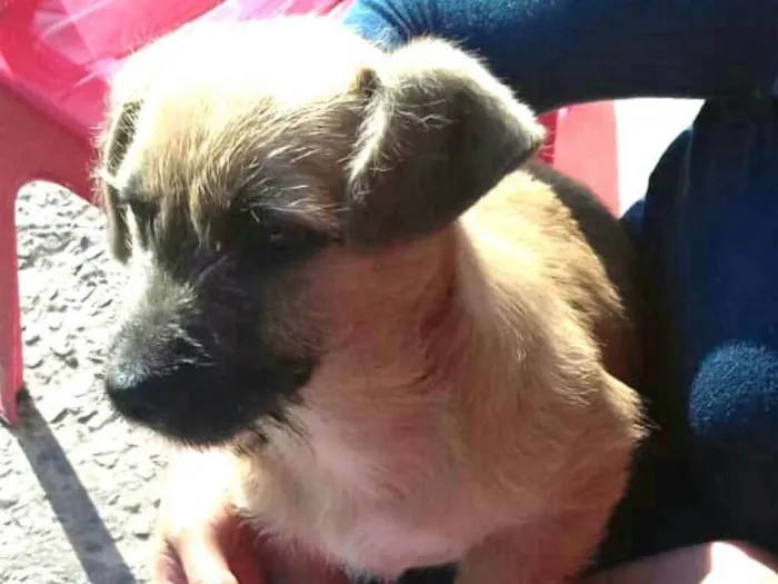 Cachorro ra a  idade 2 a 6 meses nome Pitoquinho 
